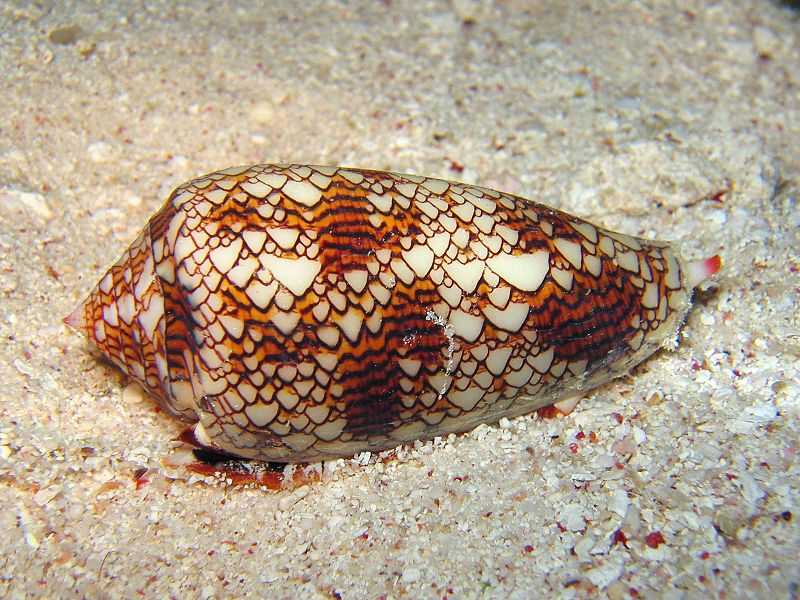 Figure 7.18: A textile cone snail (Conus textile), Cod Hole, Great Barrier Reef, Australia, 7 August 2005. Photographer: Richard Ling 