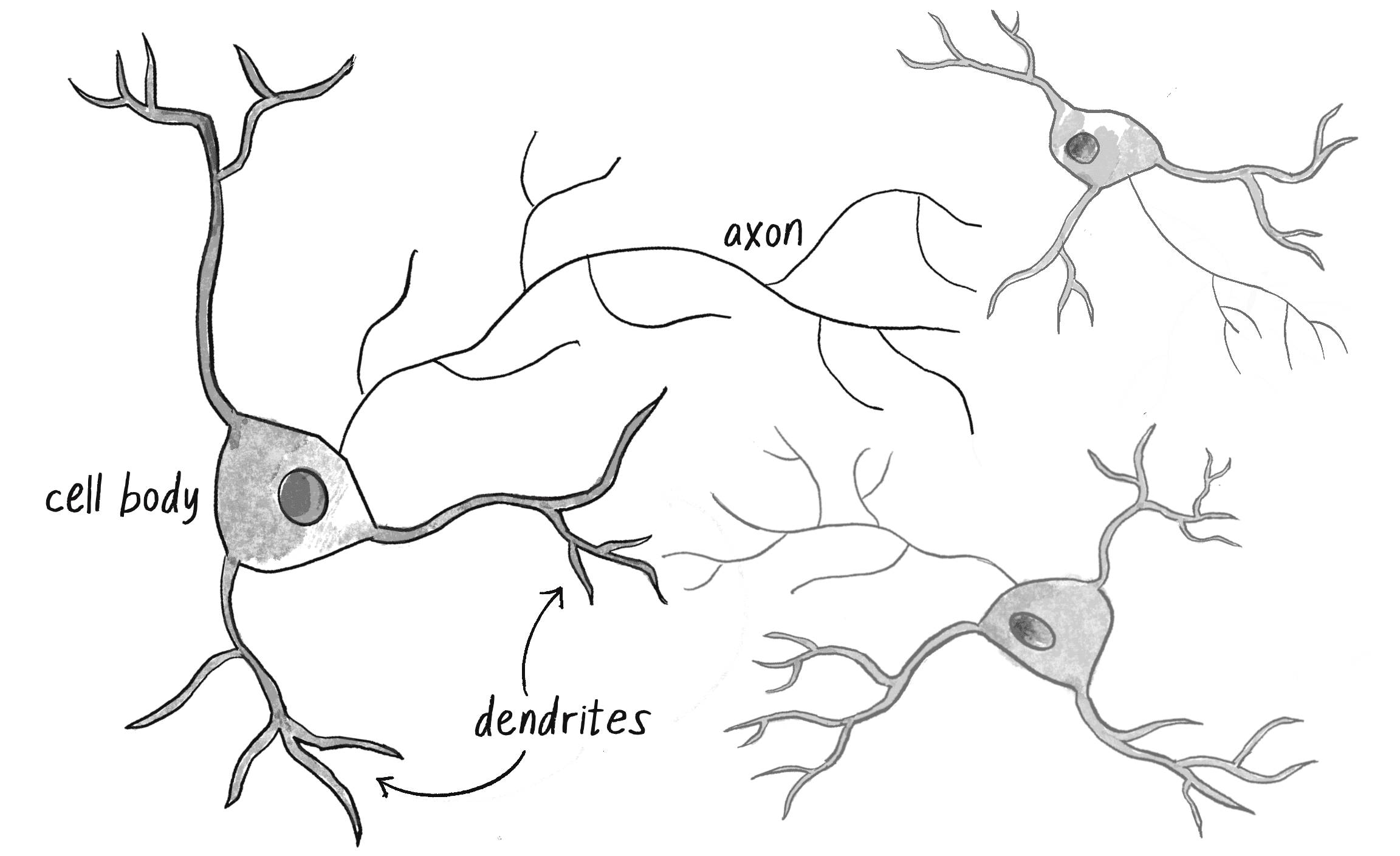 Figure 10.1 An illustration of a neuron with dendrites and an axon connected to another neuron